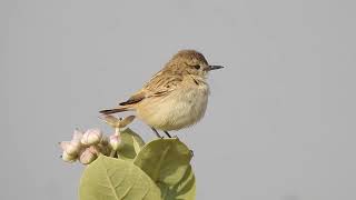 white browed bush chat Saxicola macrorhynchus Stoliczkas bushchat rajasthan india [upl. by Valera]