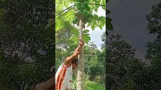 We picked Papaya asmr fruit [upl. by Alitta]