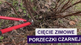 Cięcie porzeczki czarnej  Wielkopąkowiec jak rozpoznać co robić [upl. by Ayotyal134]