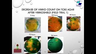 Bacteriophages in Aquaculture hindi [upl. by Maribel384]