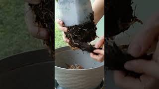 Replanting coconut bonsai plants balconygardener garden repottingandreplanting cocnutbonsai [upl. by Mudenihc45]