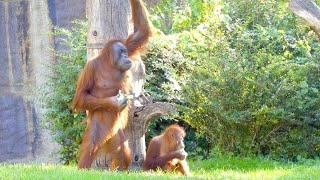 OrangUtan Amazing Monkey Group Affen Gruppe mit Männchen [upl. by Ira57]