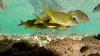 Snorkeling Jibacoa Cuba Feb 2019  1440p 60fps [upl. by Zanlog852]