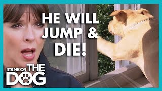 Dog Trainer Runs to Save Dog Jumping out the Window😱  Its Me or The Dog [upl. by Carolyn230]