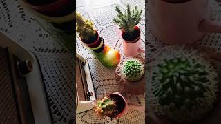 Kaktüs 🌵 aileme yeni katılanlar plants çiçek flowers [upl. by Sil]