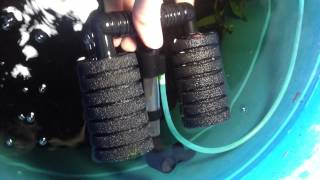 Cleaning a Double Sponge Filter for a Shrimp Tank [upl. by Jamilla]