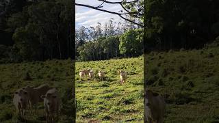 Flaxton The Blackall Range Sunshine Coast Hinterland Queensland Australia 🐓🌺🇦🇺 [upl. by Anitnauq]