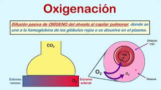 Formas para medir la oxigenación Parte 1 FiO2 PaO2 y SO2 [upl. by Arihsan]