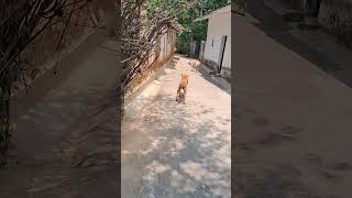 Kutri badhki howling after hearing emergency siren shorts streetdog pakrutakru [upl. by Avron489]