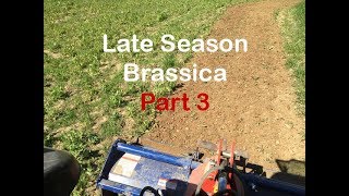 Late Planted Brassica Part 3 [upl. by Kcirdderf]