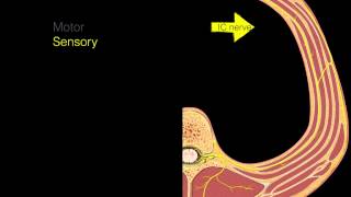 Intercostal nerves [upl. by Elwaine193]