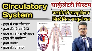 Circulatory System in hindi  Blood Circulation  Pulmonary Circulation  Systemic Circulation [upl. by Stockton829]