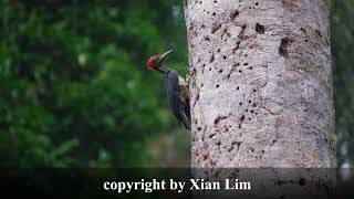 Whitebellied Woodpecker male Feb2022 part1 in Malaysia [upl. by Aliuqet999]