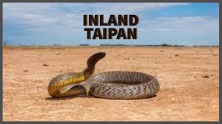 Inland Taipan Oxyuranus microlepidotus [upl. by Seto]