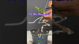 Creating a beautiful bonsai tree concept [upl. by Polard149]