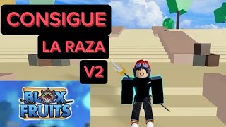 COMO CONSEGUIR LA RAZA V2 EN BLOX FRUITS [upl. by Rehtaeh307]