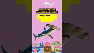 Types of sharks  hammerheadshark typesofsharks lifeofshark sharks greatwhiteshark goal14 [upl. by Niwri]