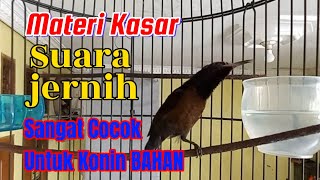 Masteran Kolibri Ninja Gacor Full Materi Isian Kasar  Cocok Untuk Masteran Konin Bahan [upl. by Esaele]