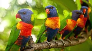 Most Colourful Birds  Rainbow Lorikeets  Swainsons Lorikeets [upl. by Laeahcim]