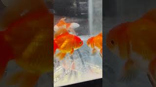 goldfish devaquarium [upl. by Speroni]