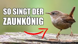 Zaunkönig  Vogelstimmen lernen [upl. by Ianaj]