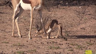 Very Strange  Mother Springbok Abandon Newborn Baby [upl. by Guss221]