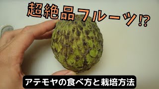 アテモヤの食べ方と種の栽培方法 [upl. by Attenrev907]