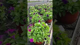 Mixed little tunia israel flowerharvest gardenplants [upl. by Mairim]