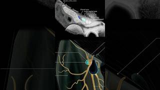 Femoral Sheath [upl. by Ocana995]