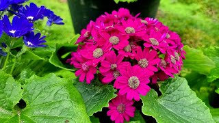 Cineraria flower [upl. by Monahan]