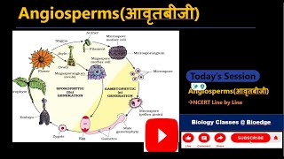 Angiospermsआवृतबीजी and alternation of generation NCERTCLASS 11 BIOLOGYNEET [upl. by Llenwahs]