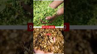 Corn silage  corn silage making process  Makki da achar  Agam silage agri products [upl. by Analed]