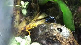 Dendrobates Leucomelas amp Auratus Hunting in Harmony Mixed Species Dart Frog [upl. by Atolrac985]