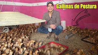 Gallinas Ponedoras ¿RENTABLE PARA NEGOCIO  Pollitas de Postura  ¿Cuál raza es mejor para Huevos [upl. by Ameerak]