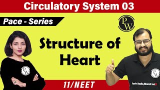 Circulatory System 03  Structure of Heart  Class 11  NEET [upl. by Eveivenej]