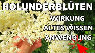 Holunderblüten Wirkung 🌞 Heilmittel aus der Natur 💚 [upl. by Jodi]