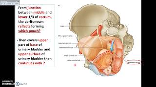 Overview of Pelvis 7  Pelvic Peritoneum  Dr Ahmed Farid [upl. by Gottlieb]