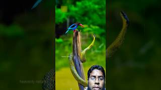 Amazing tilawats birds nature animals snake quranrecitation tilawat egzonibrahimi quran [upl. by Syd]