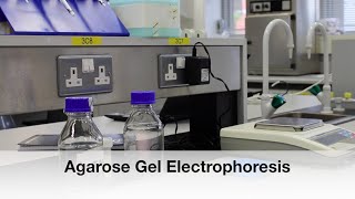 Protocol 4 Preparation and Running of Agarose Gel [upl. by Llezom289]