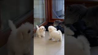 🥰Cute FightPuppies funny pets cute viral [upl. by Betthel]