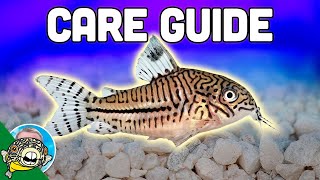 Cory Catfish Care Guide  Aquarium CoOp [upl. by Eivol]