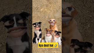 Kya dost hai🤣 funny dosti lol surajroxfunyvibeo vikramcomedyvideo comedy kutta realfools [upl. by Niliac948]