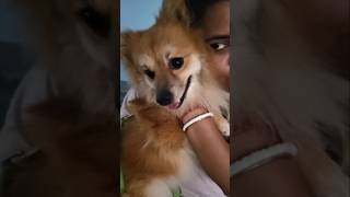 Coco vaccination day 2024  Funny dog videos kolkata [upl. by Enneiluj]