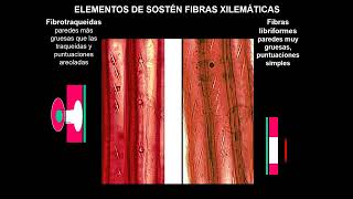 TEÓRICO 8 xilema y floema 2024 [upl. by Ennalyrehc462]