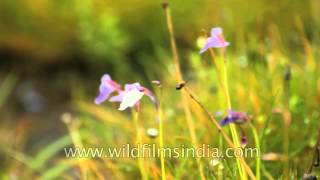 Utricularia graminifolia flower  Beautiful but deadly Kas Plateau [upl. by Enyt349]