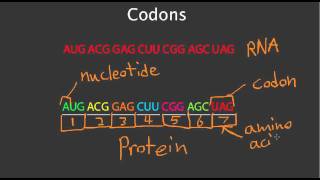 Codons [upl. by Itoyj]