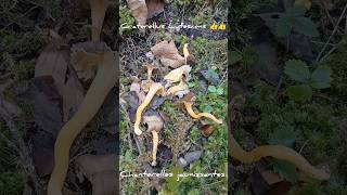 La Chanterelle Jaunissante Craterellus Lutescens 👍👍 mushroom fungi automne nature alpes forêt [upl. by Perusse]