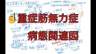 重症筋無力症の病態関連図 [upl. by Wohlert645]