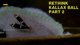 Kallax Ball Breeding Hacks When to Use It for Faster Results [upl. by Pirnot]