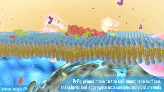 Prion disease animation [upl. by Groves9]